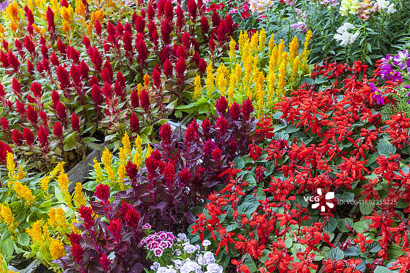 待售的鲜花和植物图片素材