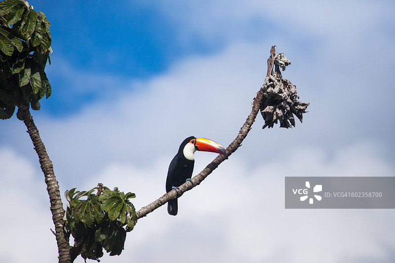 栖息在树枝上的犀鸟图片素材