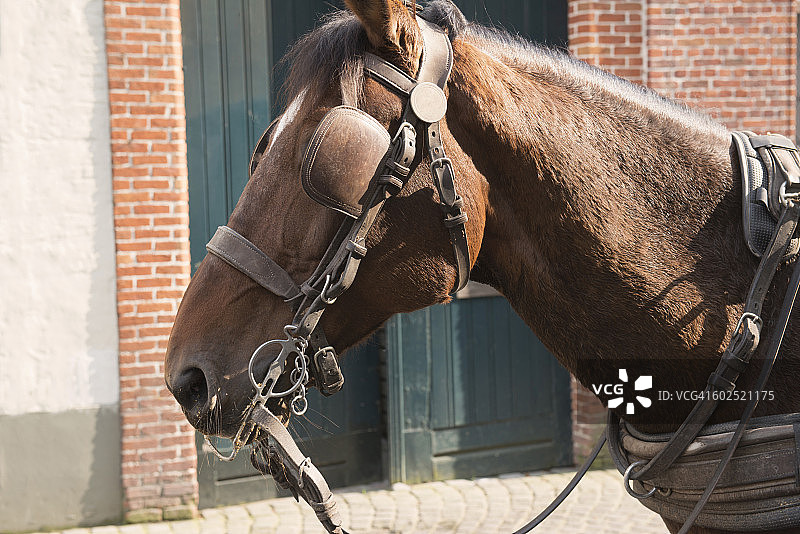 比利时布鲁日马车特写图片素材