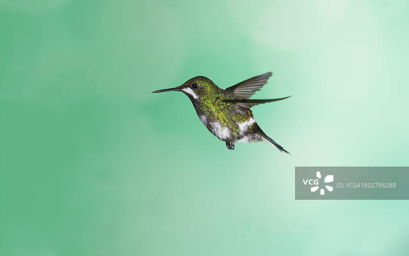 白腹林星蜂鸟图片素材