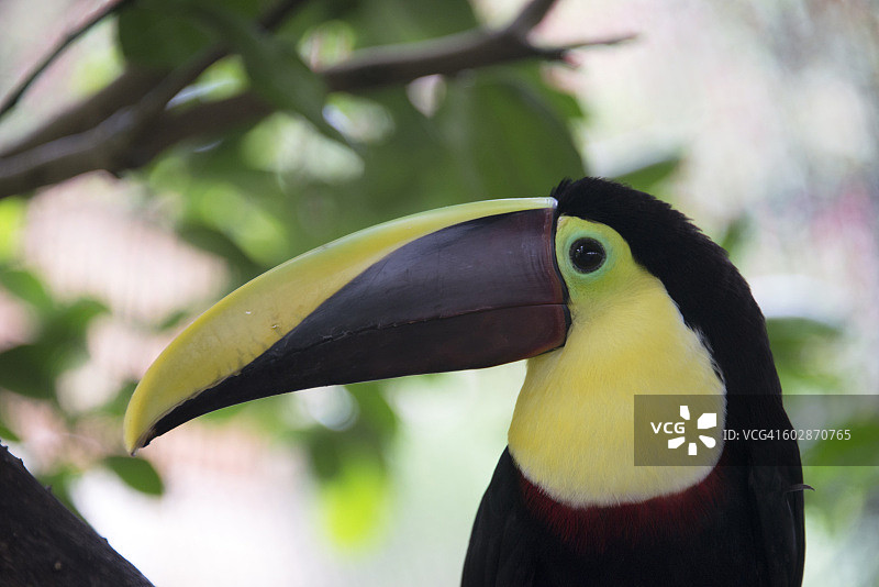 栗嘴鵎鵼图片素材