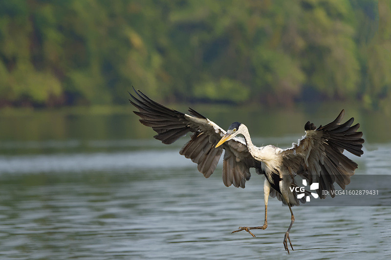 白颈鹭图片素材