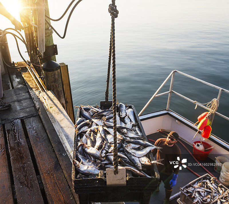 美国缅因州圣乔治：男人们在船上装鱼图片素材