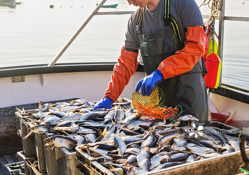 美国缅因州圣乔治渔民正在打包鱼获图片素材