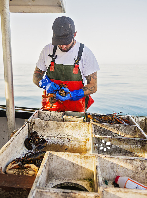 美国缅因州圣乔治渔民测量龙虾图片素材