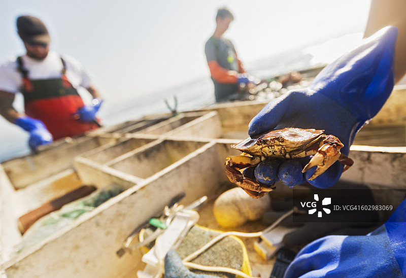 美国缅因州圣乔治男子手持螃蟹，背景是两名渔民在工作图片素材