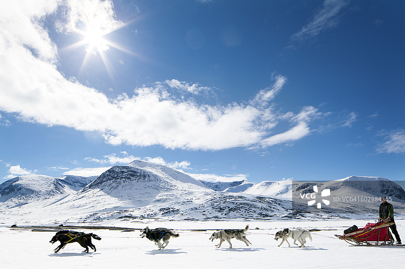 小狗拉雪橇图片素材