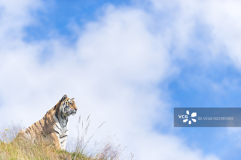 坐着的虎仰视图片素材