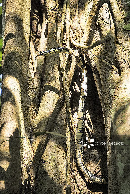 黄鹂蛇图片素材