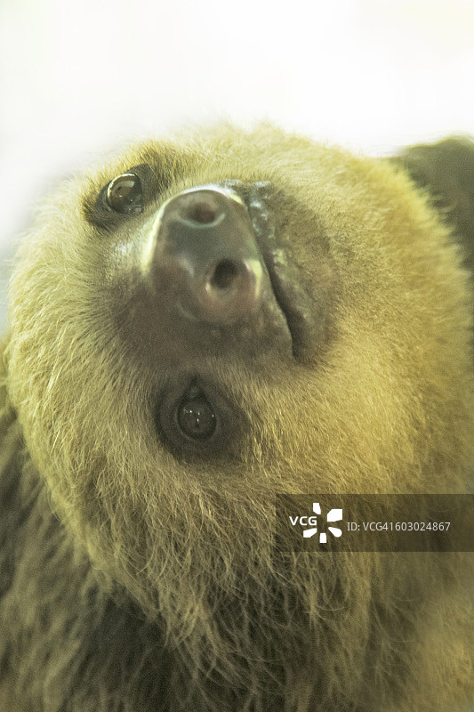 小二趾树懒宝宝图片素材