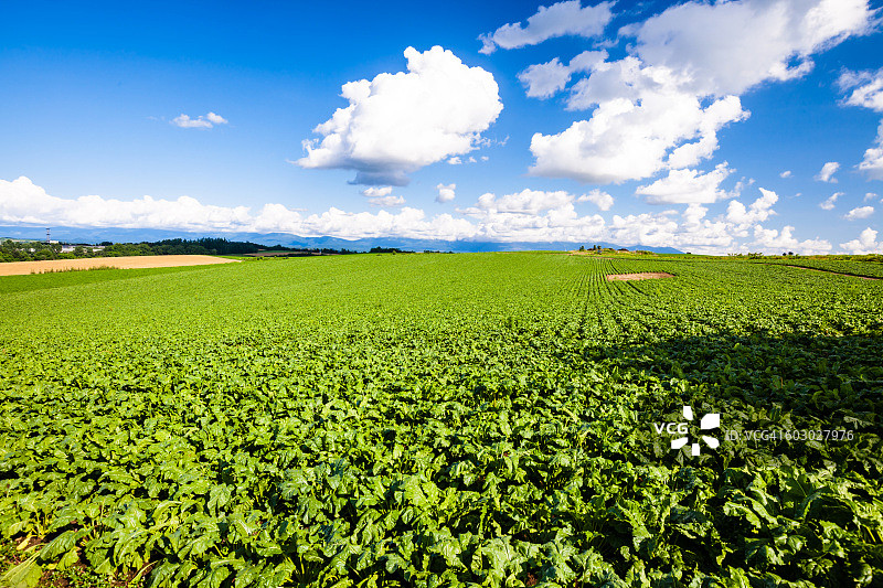 北海道美瑛的甜菜田图片素材