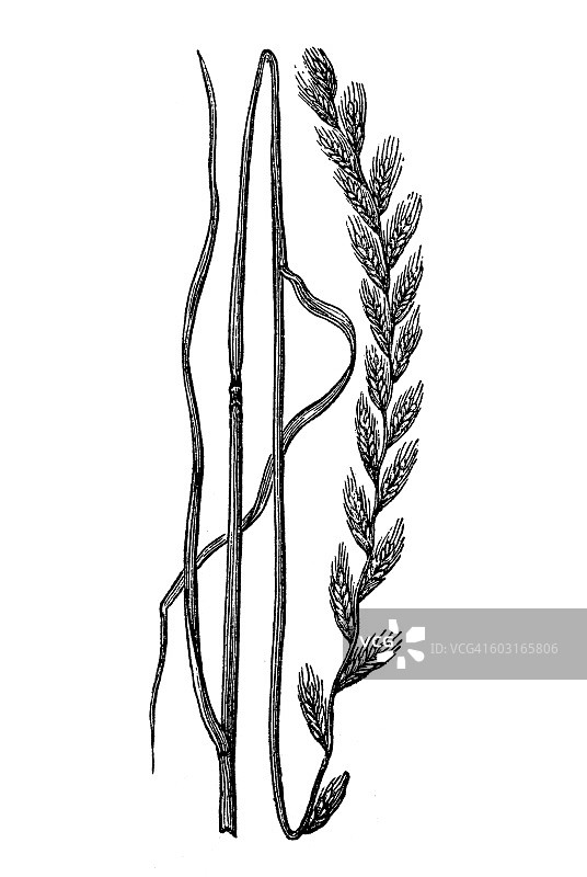 意大利黑麦草图片素材