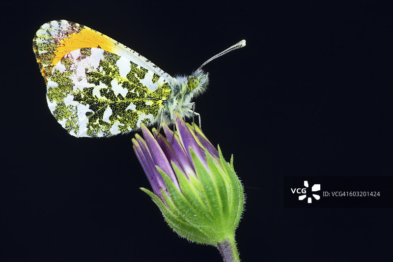 橙顶粉蝶停留在紫罗兰花上图片素材