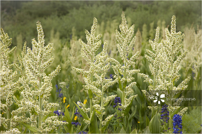 费城百合图片素材