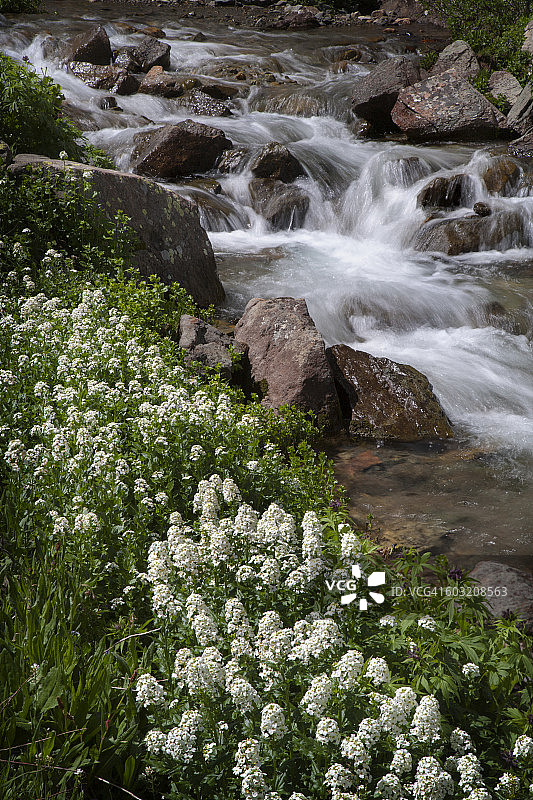 豆瓣菜图片素材
