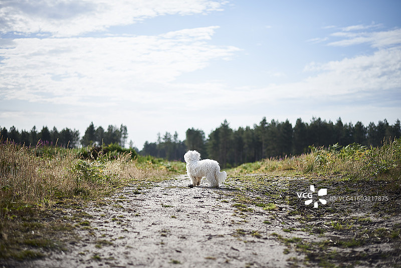 通往森林小路上的白色小狗图片素材