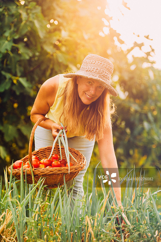 收割洋葱叶的年长妇女图片素材