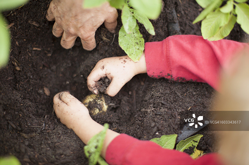 家庭有机农产品收获细节图片素材