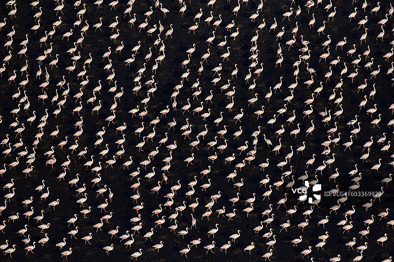 小红鹳行走的鸟瞰图图片素材