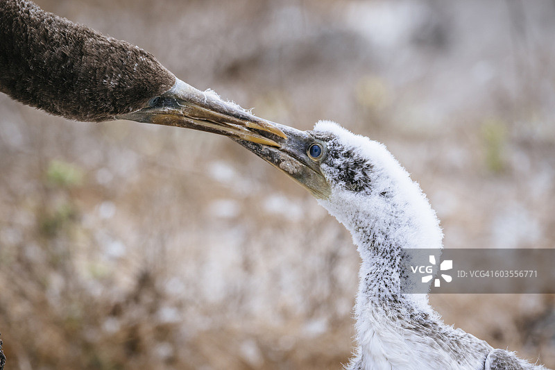 少年红足鲣鸟，Genovesa岛图片素材