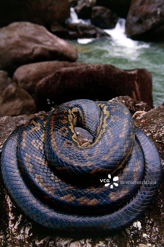 紫水晶蟒蛇，塔利峡谷，澳大利亚昆士兰州图片素材