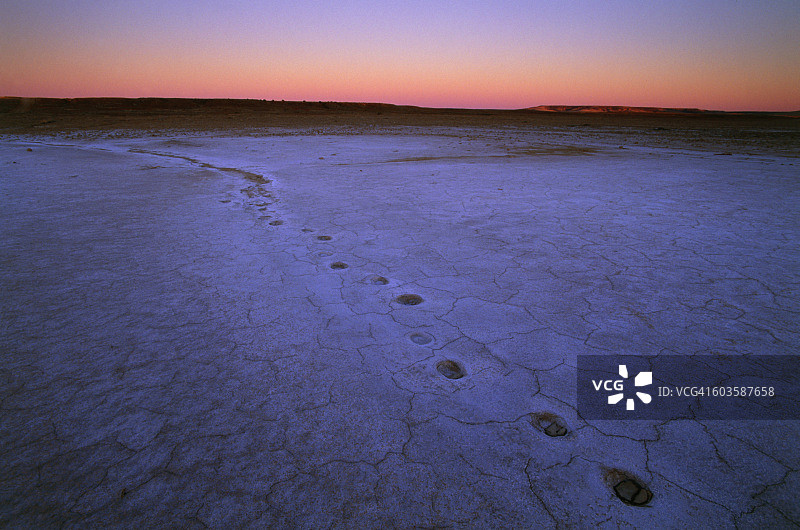 澳大利亚南部的维特吉拉国家公园日出时分的澳洲野狗足迹图片素材