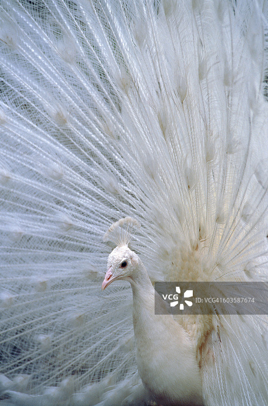 白色孔雀开屏图片素材