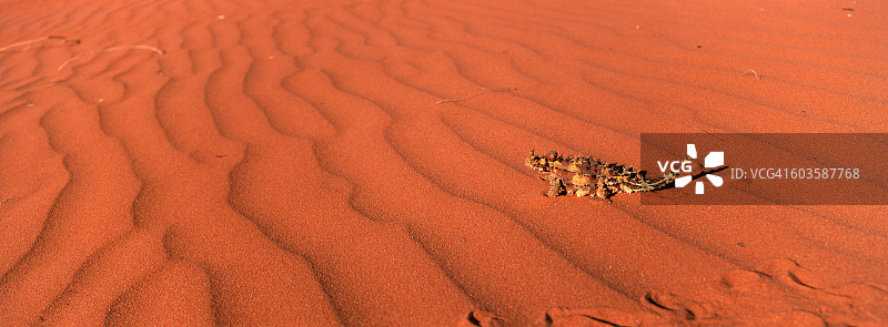 澳洲北部领地红色沙丘上的魔蜥（爱丽丝泉附近）图片素材