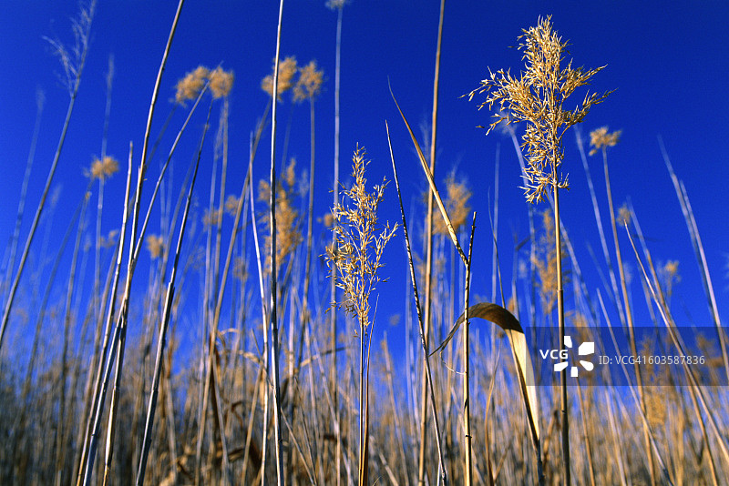 澳大利亚南澳大利亚州达尔豪西温泉的芦苇图片素材
