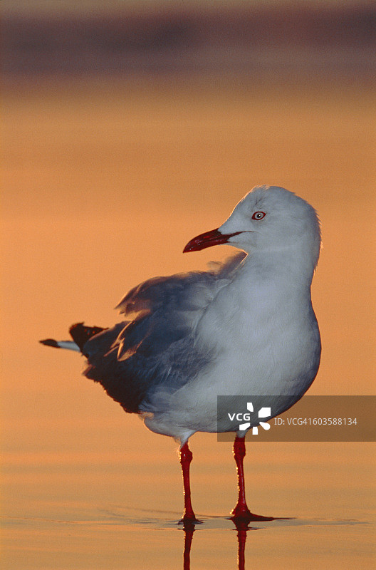 傍晚光线中站在水中的白头鸥图片素材