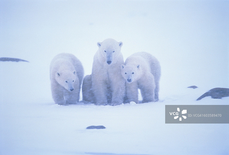 加拿大马尼托巴省丘吉尔镇北极熊母子（两只幼崽）图片素材
