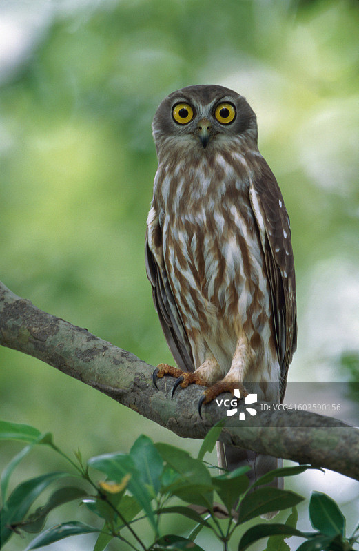 栖息在树枝上的叫着的猫头鹰图片素材