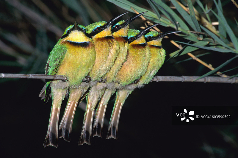 栖息在树枝上的蜂虎图片素材