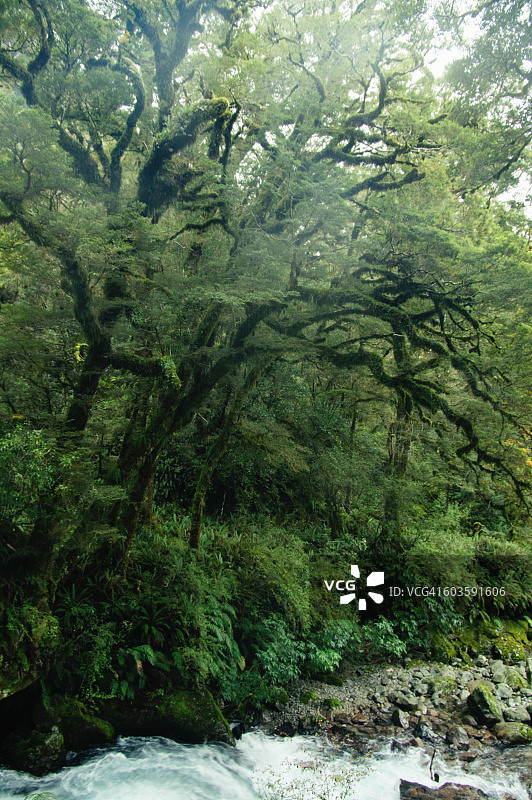新西兰峡湾国家公园河流旁的山毛榉森林树木图片素材
