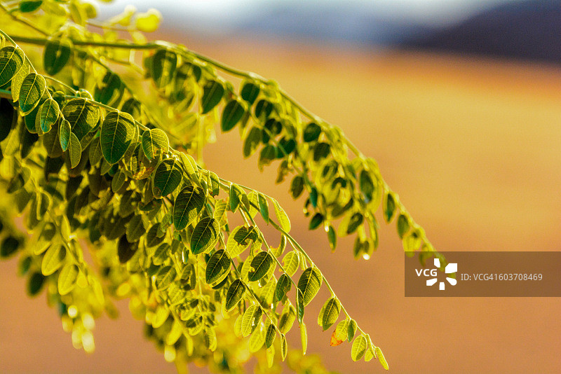 椭圆马铃树叶子，位于纳米比亚纳米布-诺克卢夫国家公园图片素材