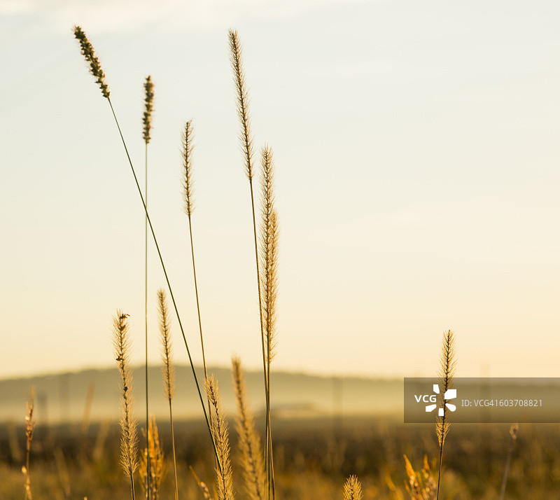 阳光下的农场草地，位于南非西北省Beestekraal附近的R511公路图片素材