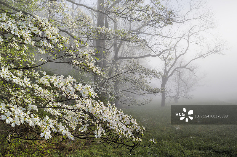 美国田纳西州大雾山国家公园卡德斯湾雾蒙蒙的早晨的开花山茱萸图片素材