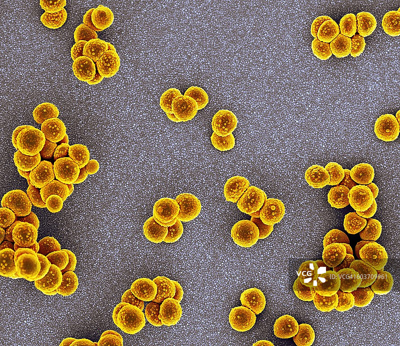 耐甲氧西林金黄色葡萄球菌，扫描电镜图片素材