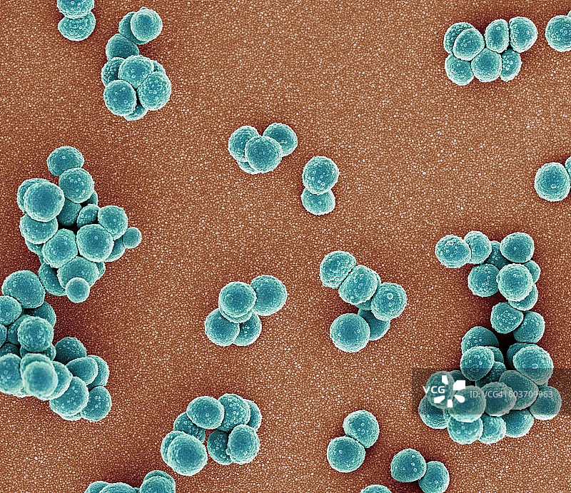 耐甲氧西林金黄色葡萄球菌，扫描电镜图片素材