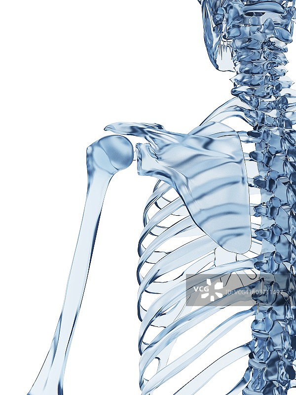 肩关节插图图片素材