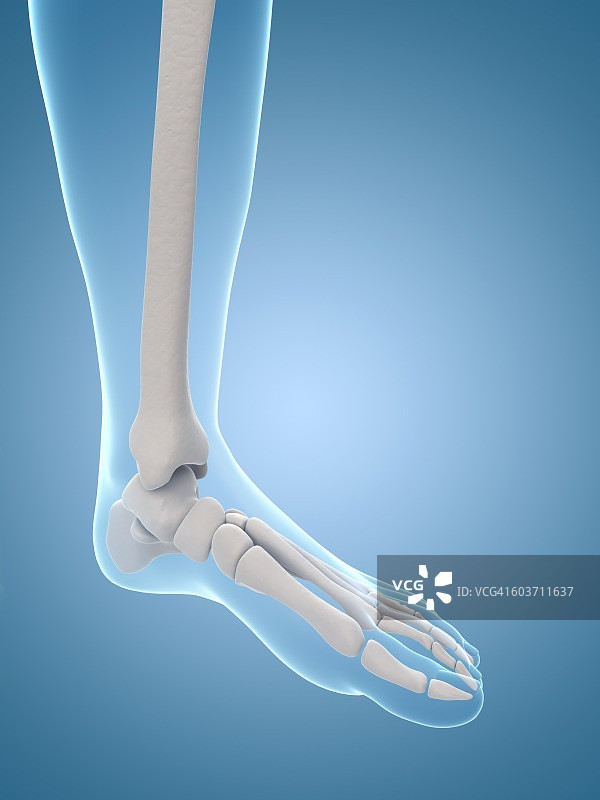 人类足部骨骼插图图片素材