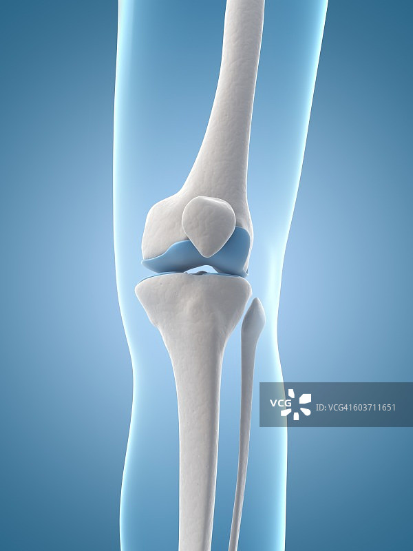 人体膝关节插图图片素材
