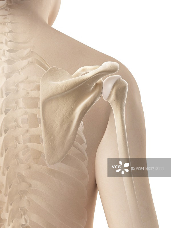 肩胛骨插画图片素材
