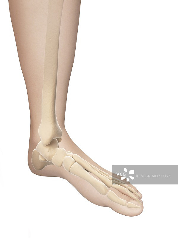 人类足部骨骼插图图片素材