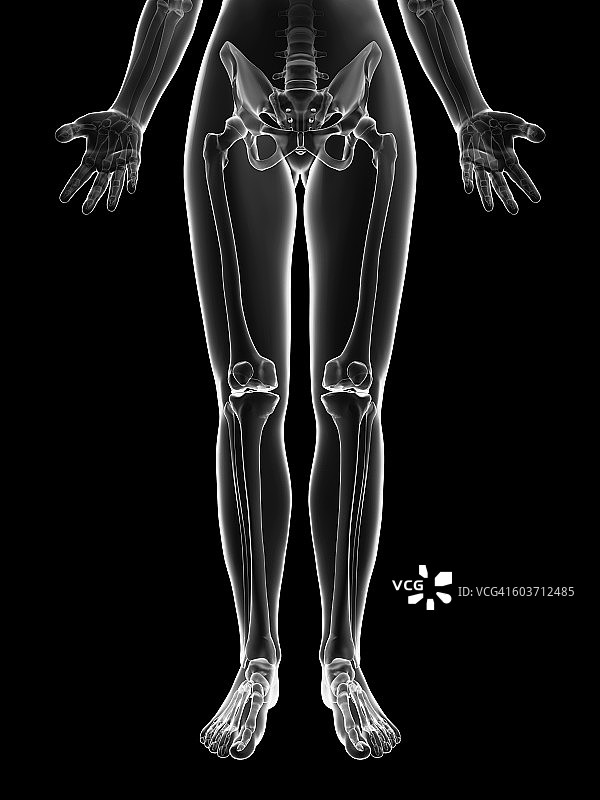 人类腿骨插图图片素材