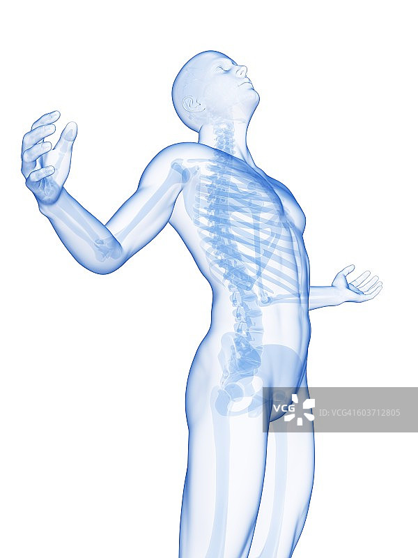 人体骨骼系统图图片素材