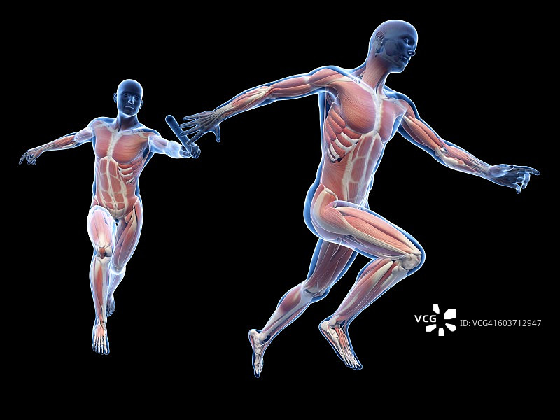 跑步者的肌肉系统插图图片素材