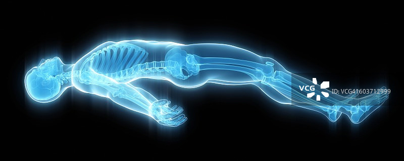 骨骼结构插图图片素材