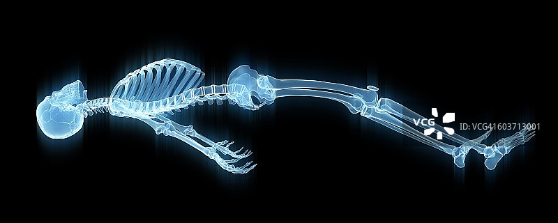 骨骼结构插图图片素材