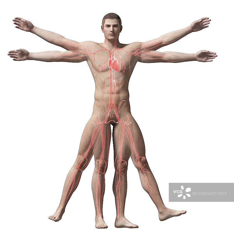 维特鲁威人血管插画图片素材